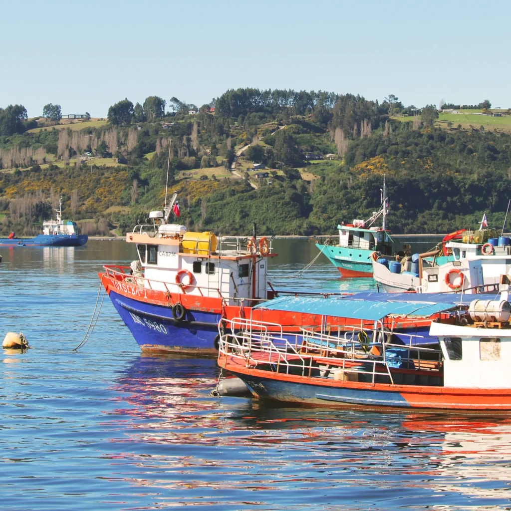 Varios botes y lanchas pesqueras de colores rojo, azul y verde flotan en el mar junto a la costa de Chiloé, con colinas verdes al fondo bajo cielo despejado.